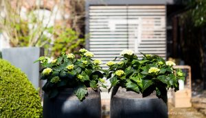 sfeerbeeld tuin